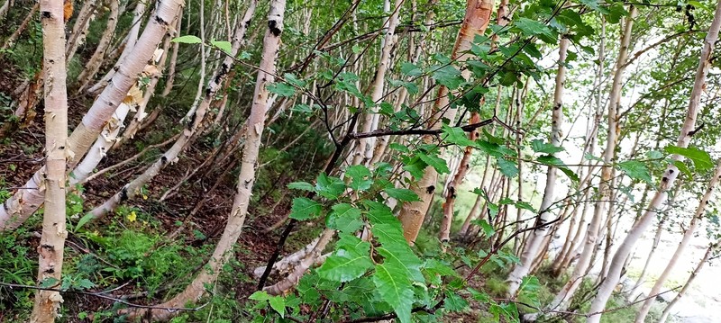 Betula utilis subsp. jacquemontii photo 5