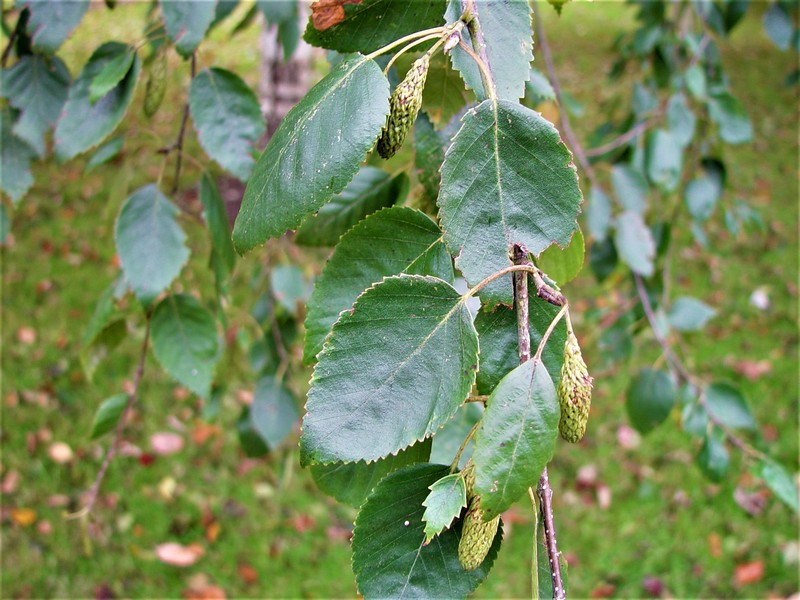 Betula utilis subsp. jacquemontii photo 6