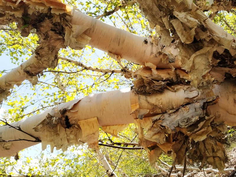 Betula utilis subsp. jacquemontii photo 8