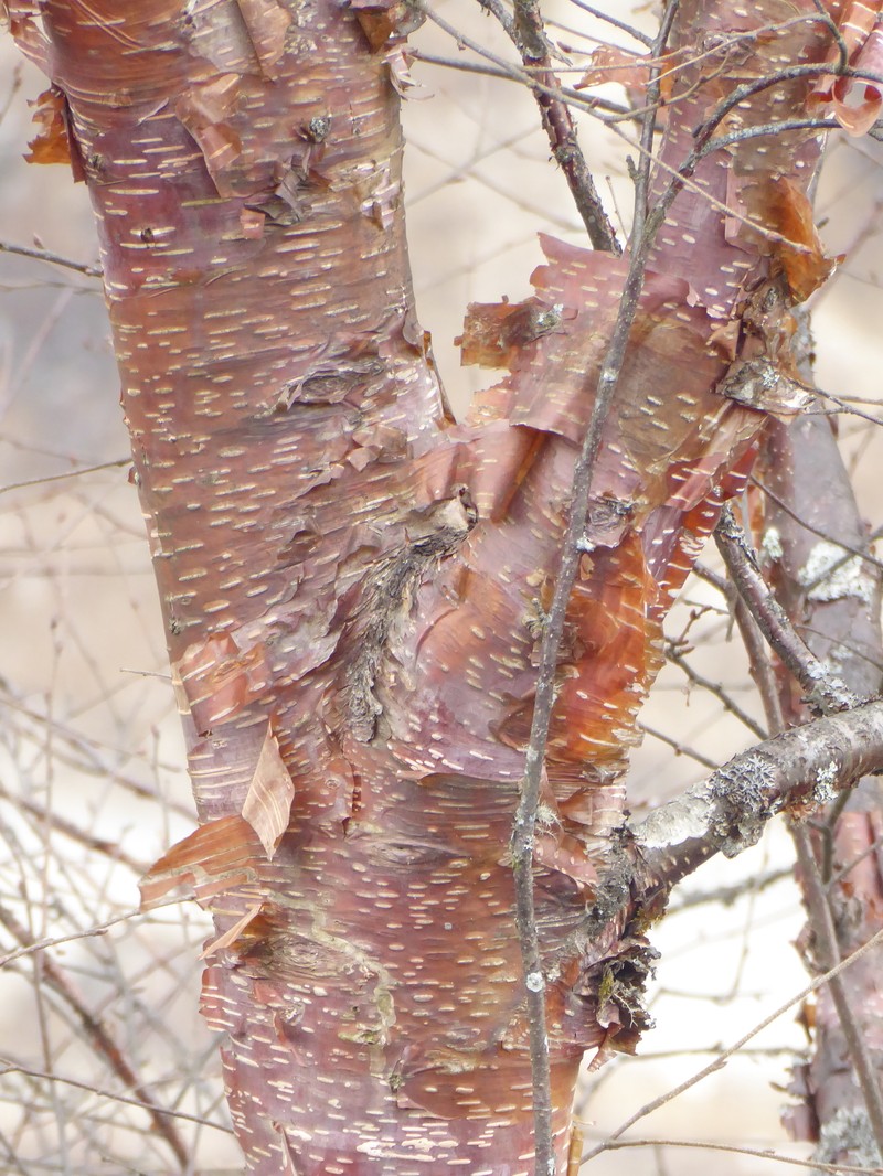 Betula utilis subsp. utilis