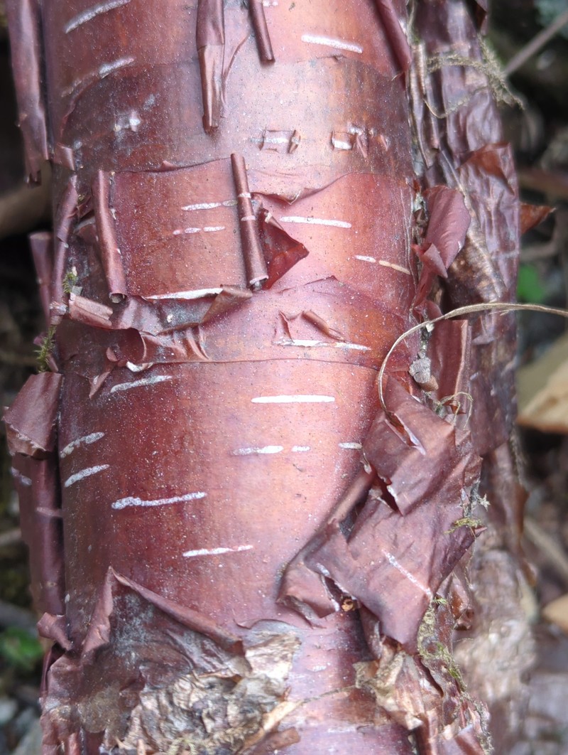 Betula utilis subsp. utilis photo 2