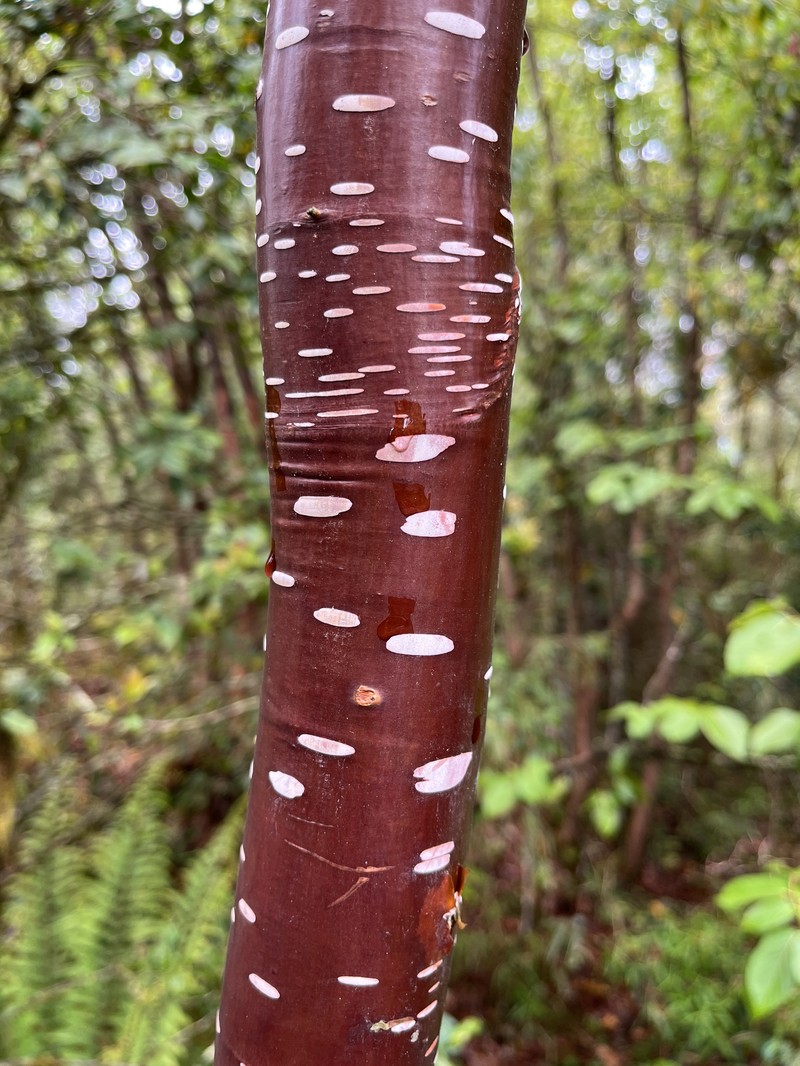 Betula utilis subsp. utilis photo 3