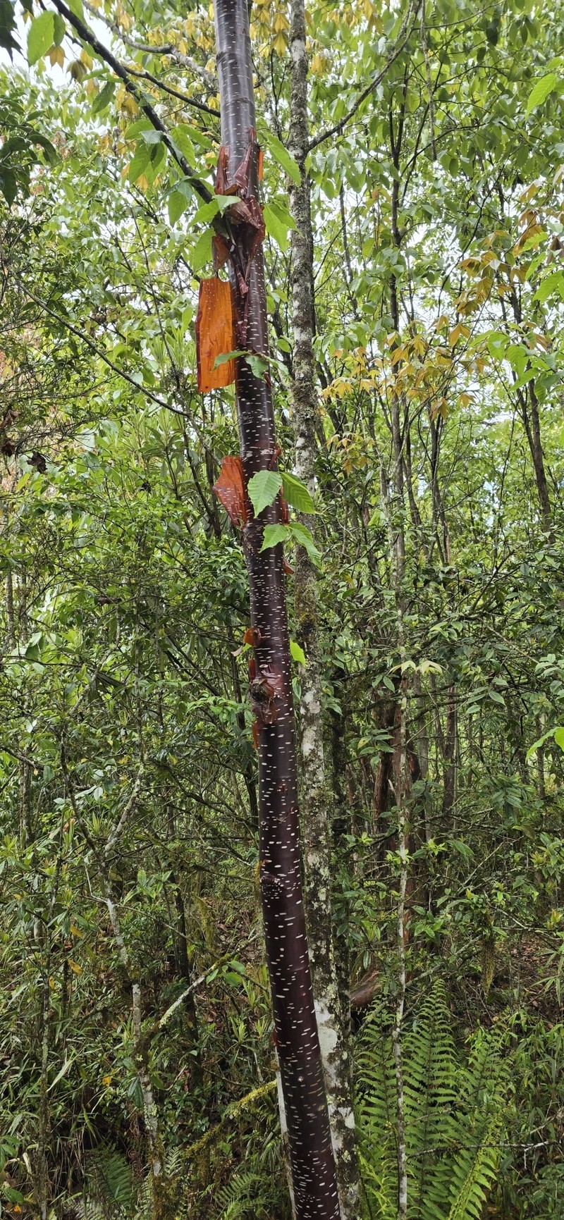 Betula utilis subsp. utilis photo 4
