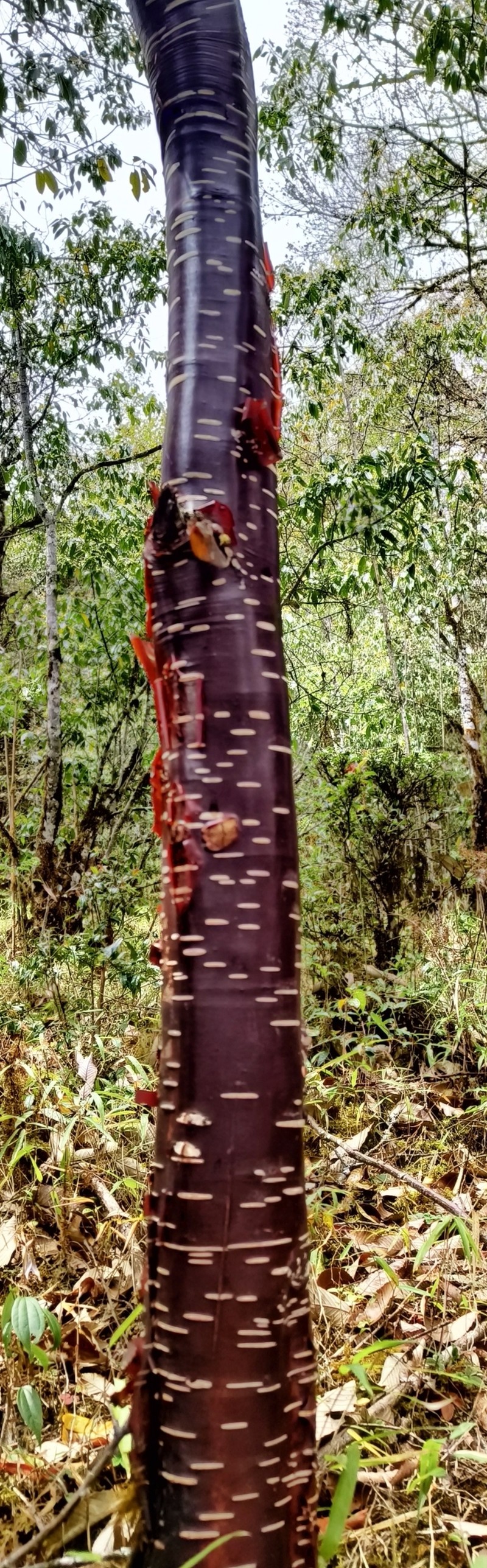 Betula utilis subsp. utilis photo 5