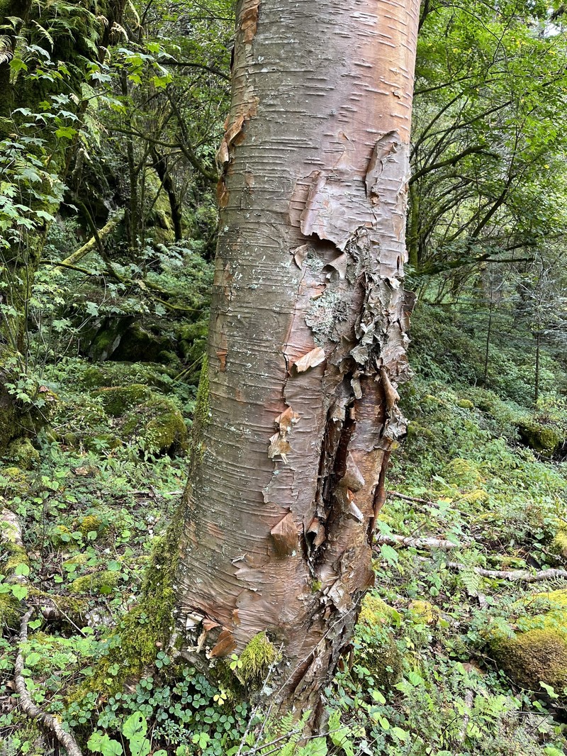 Betula utilis subsp. utilis photo 6