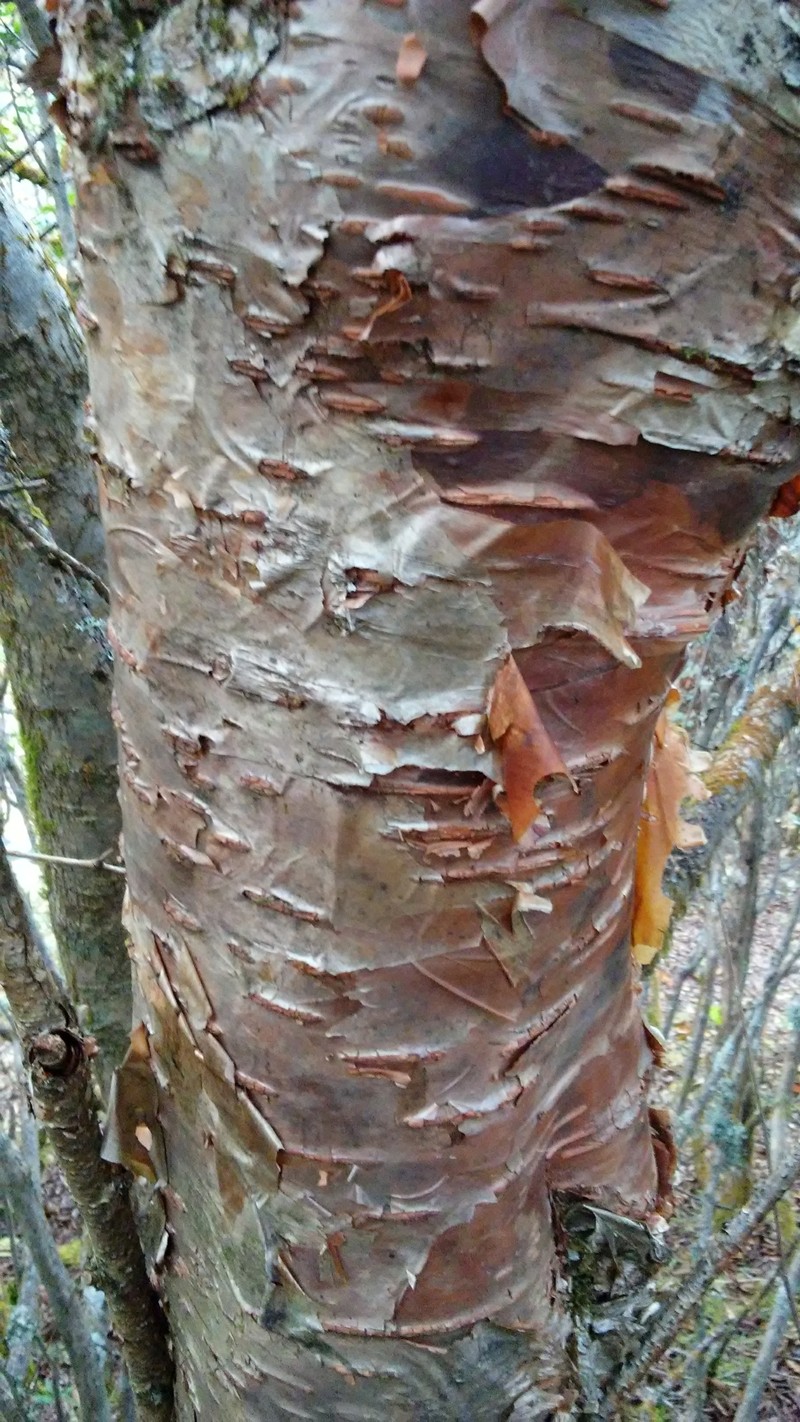 Betula utilis subsp. utilis photo 7