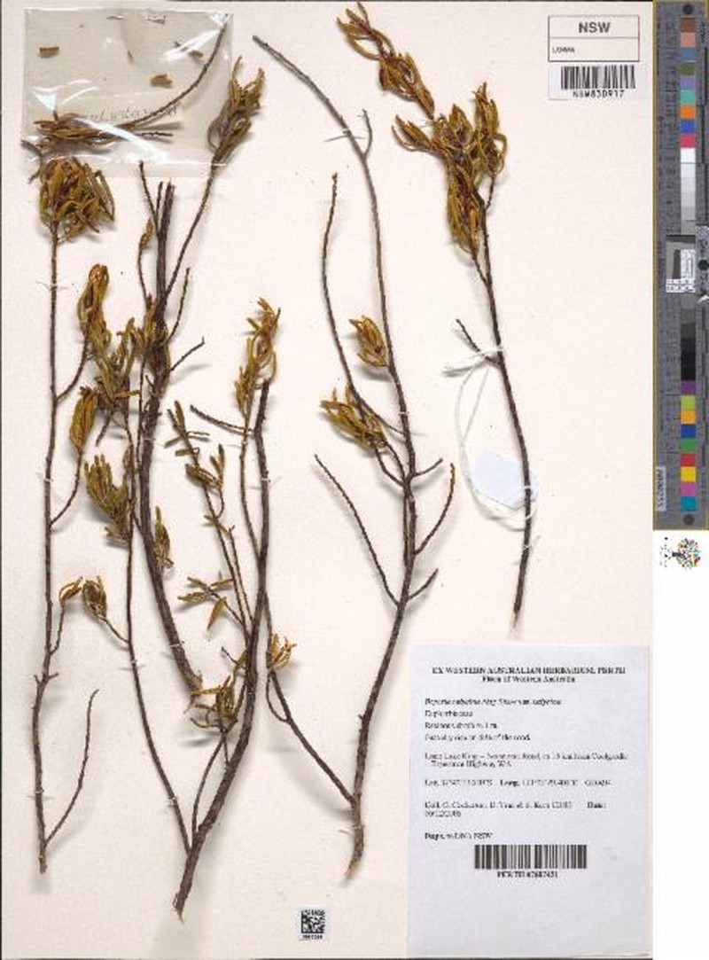 Beyeria calycina