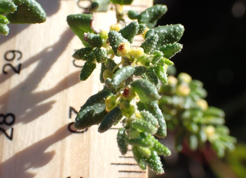 Beyeria cinerea