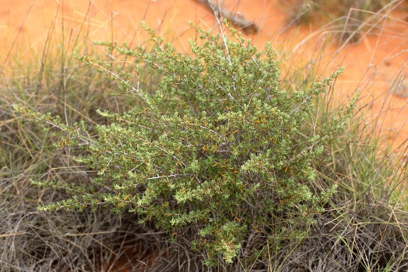 Beyeria cinerea photo 2