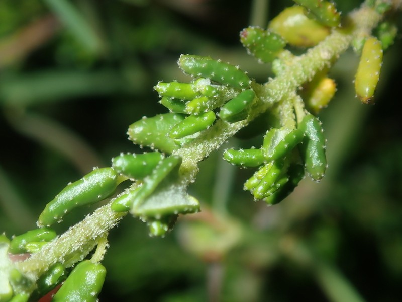 Beyeria cinerea photo 3
