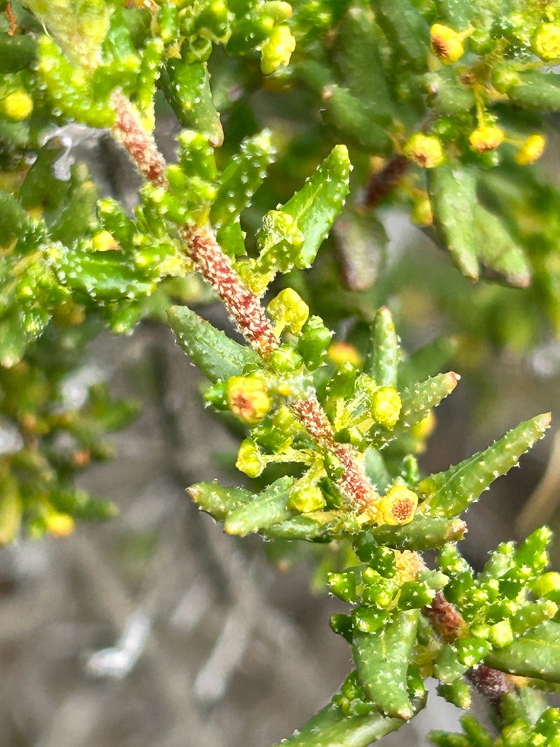 Beyeria cinerea photo 4