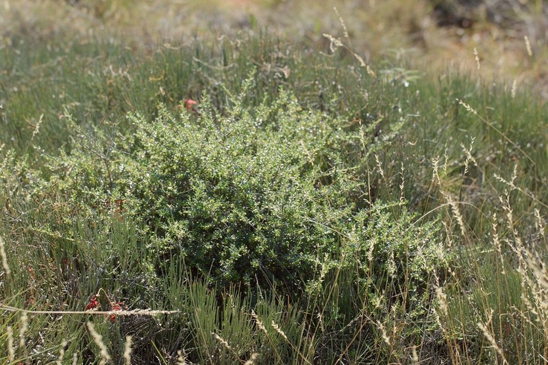 Beyeria cinerea photo 5