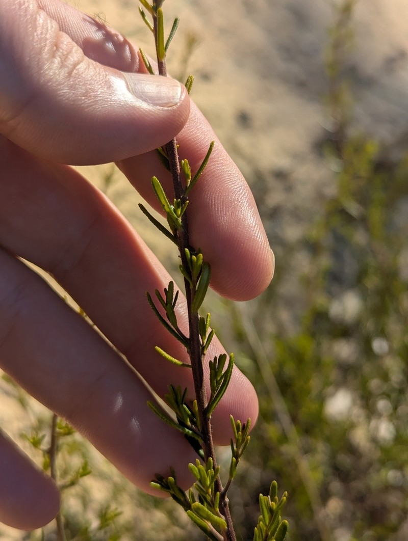 Beyeria cinerea photo 6