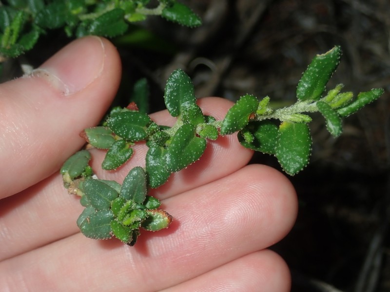 Beyeria cinerea photo 7