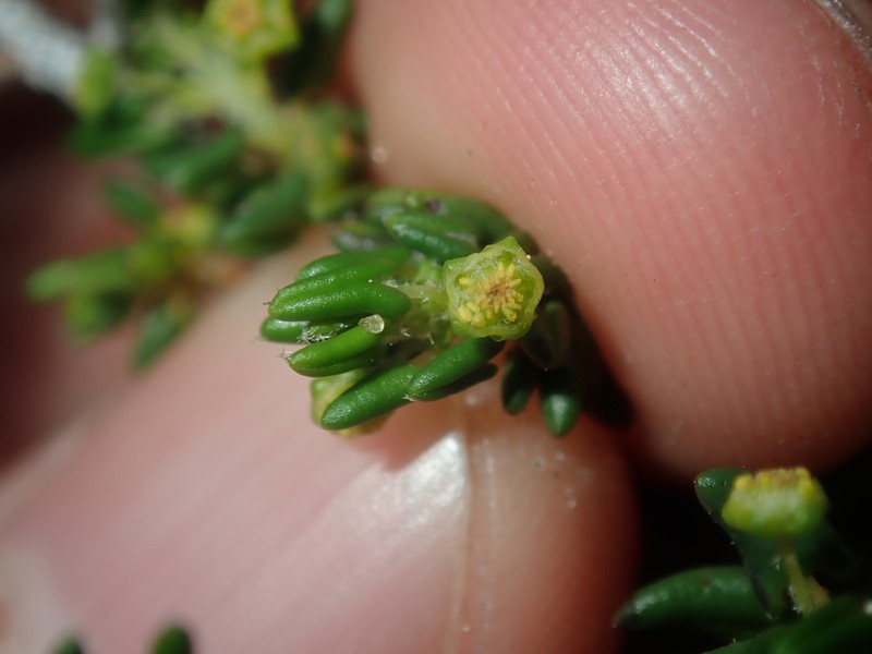 Beyeria cinerea photo 8