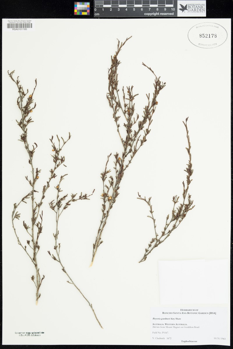 Beyeria gardneri
