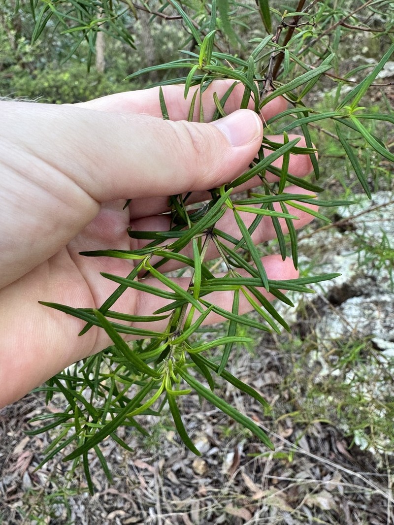 Beyeria lasiocarpa