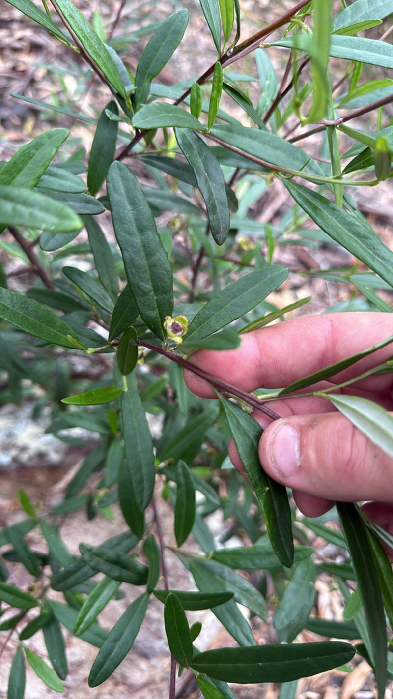 Beyeria lasiocarpa photo 2