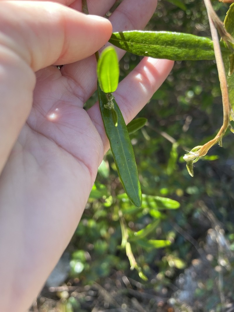 Beyeria lasiocarpa photo 3