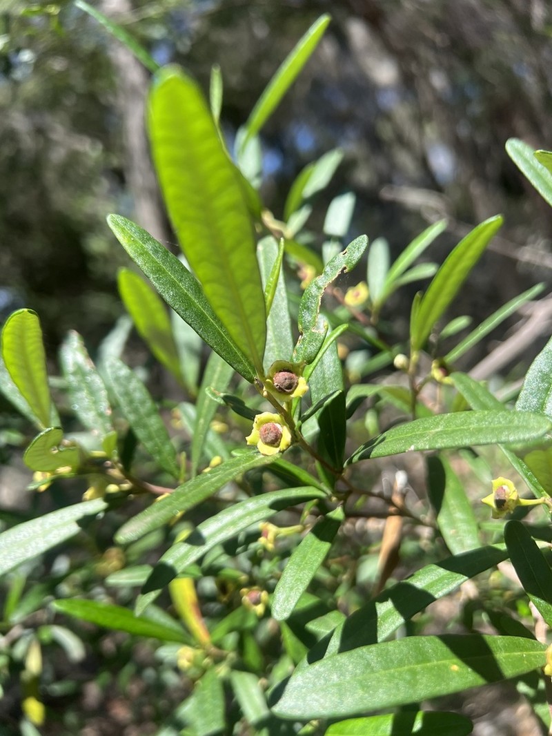 Beyeria lasiocarpa photo 4