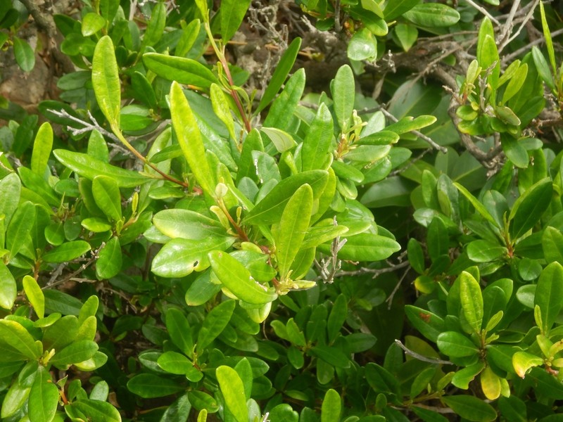 Beyeria lasiocarpa photo 5