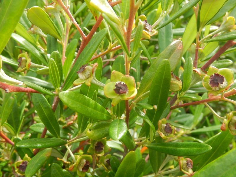 Beyeria lasiocarpa photo 6