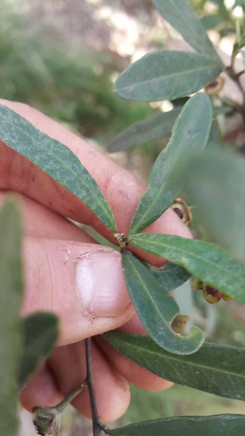 Beyeria lasiocarpa photo 7