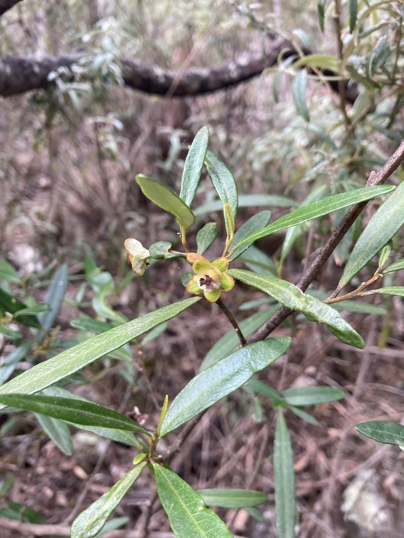 Beyeria lasiocarpa photo 8