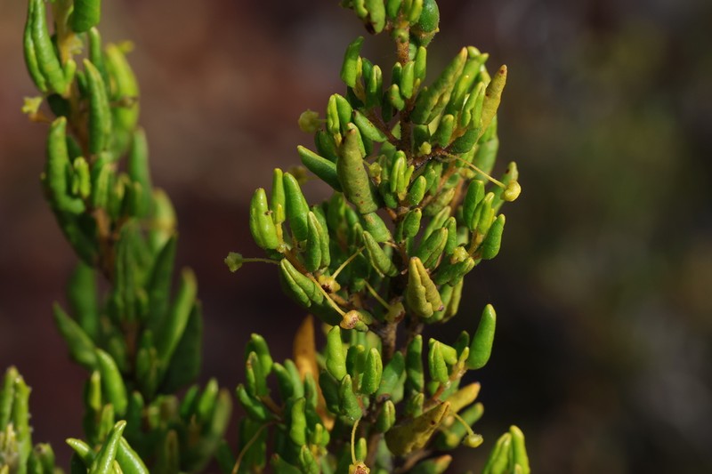 Beyeria latifolia