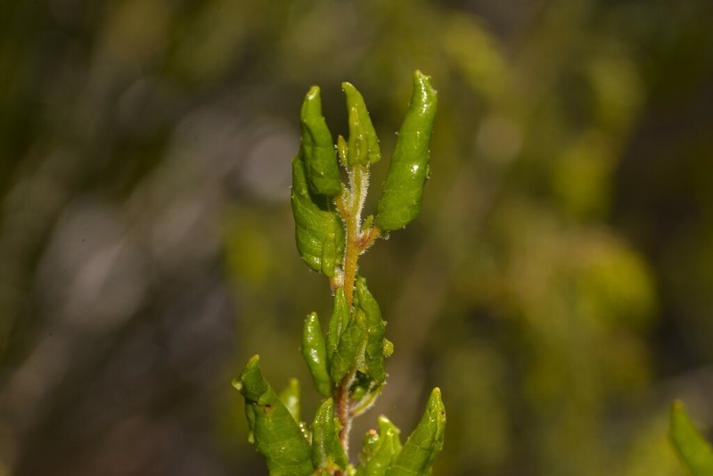 Beyeria latifolia photo 2