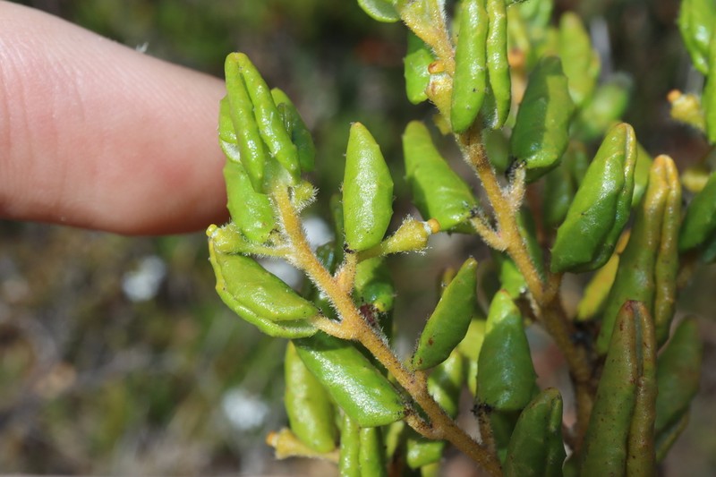 Beyeria latifolia photo 3