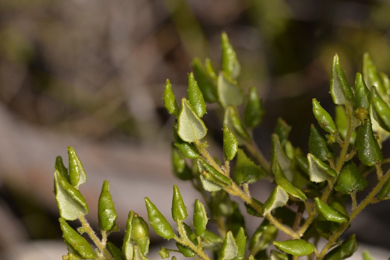 Beyeria latifolia photo 4
