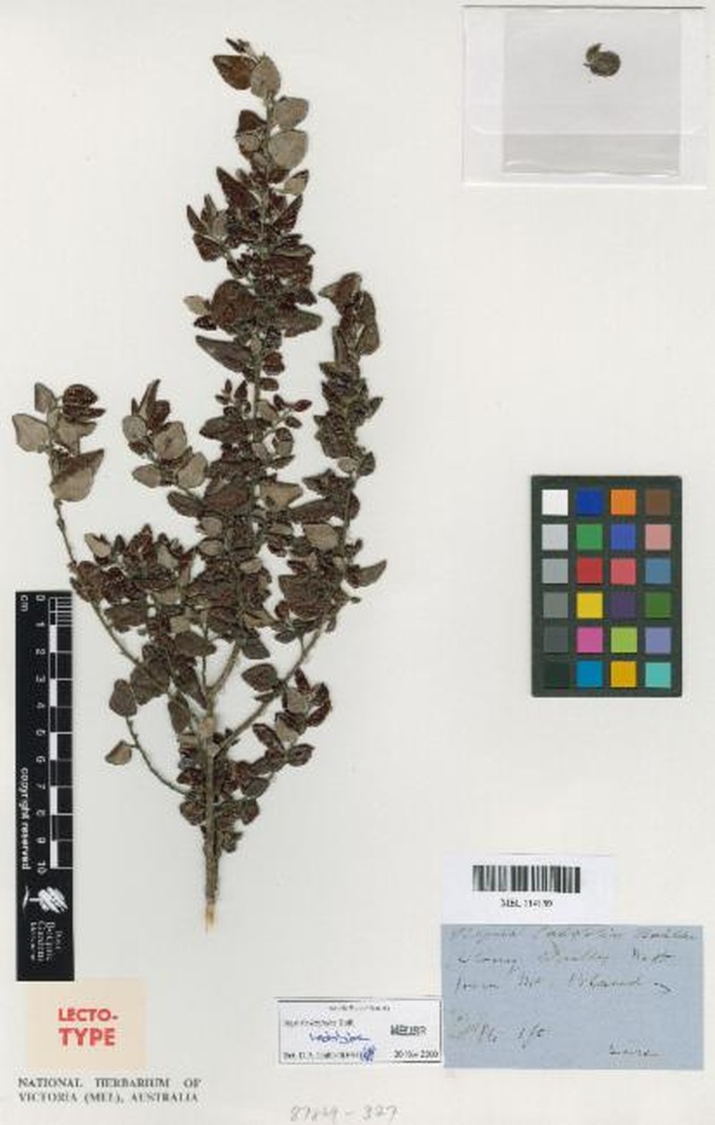 Beyeria latifolia photo 5