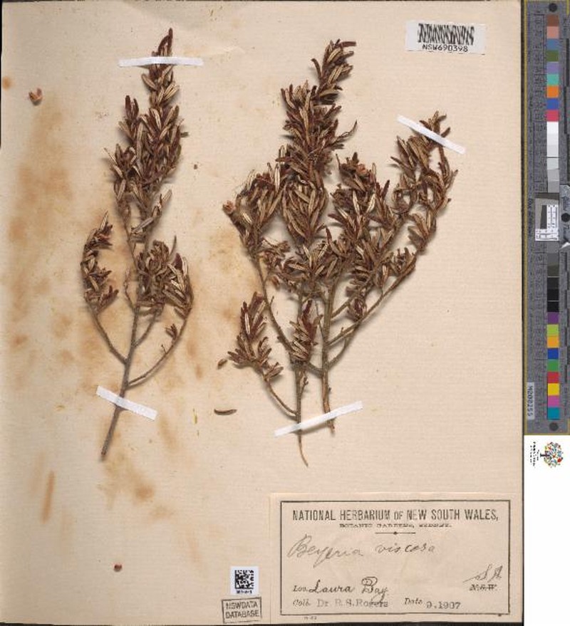 Beyeria lepidopetala
