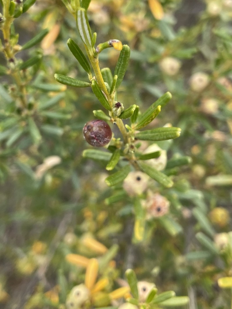 Beyeria leschenaultii