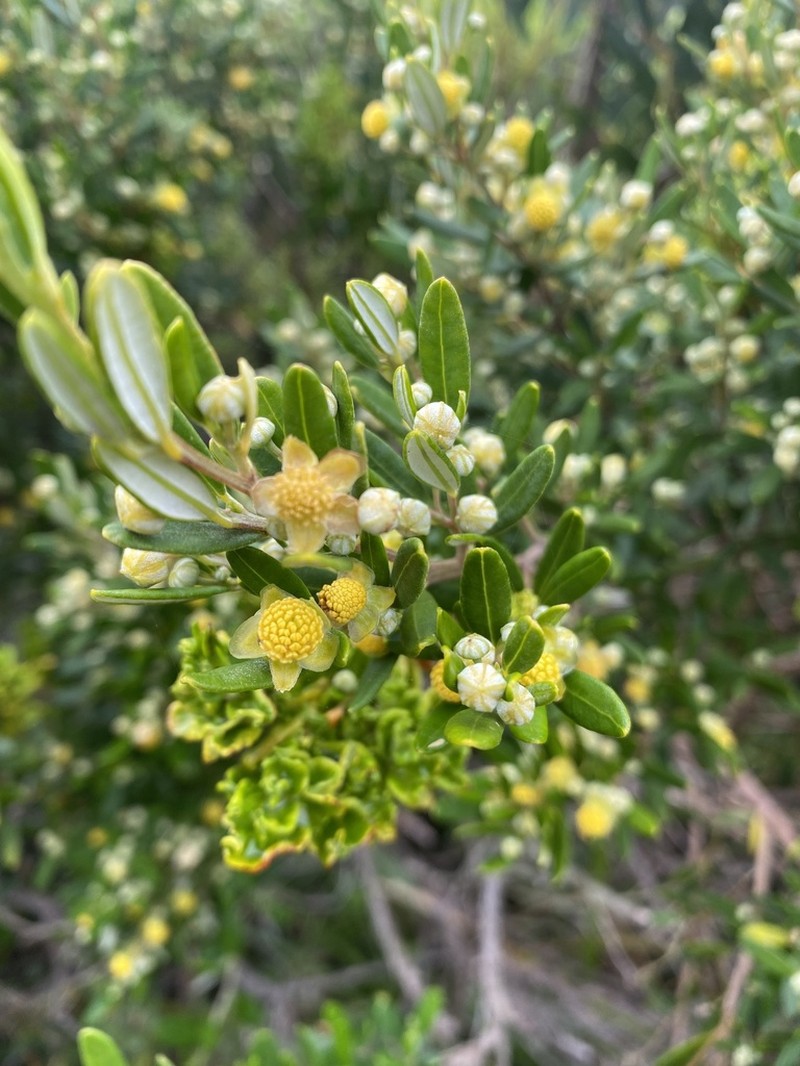 Beyeria leschenaultii photo 2