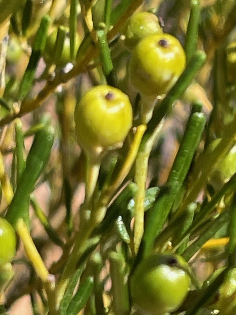 Beyeria leschenaultii photo 3