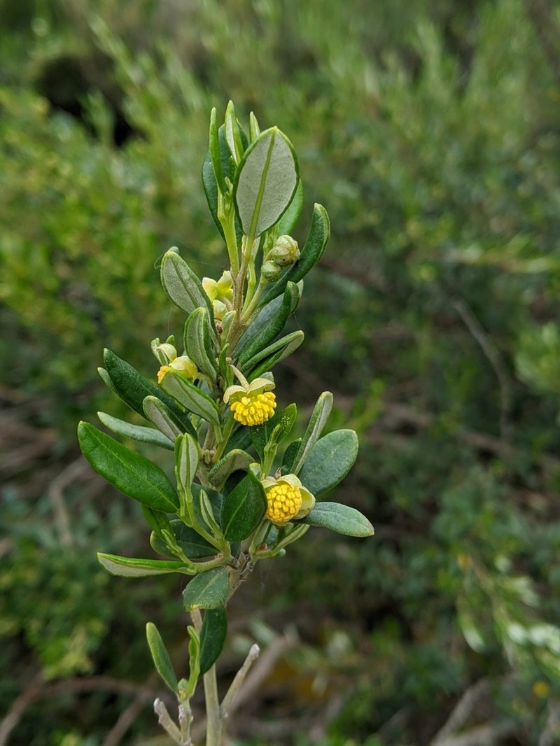 Beyeria leschenaultii photo 4