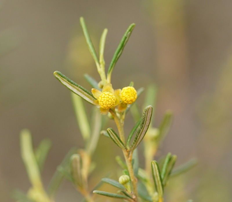 Beyeria leschenaultii photo 5