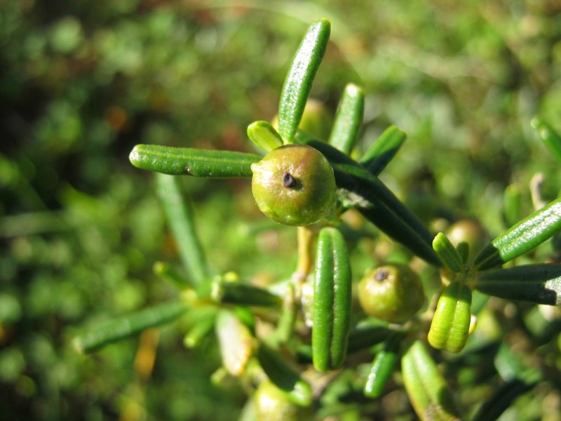 Beyeria leschenaultii photo 6