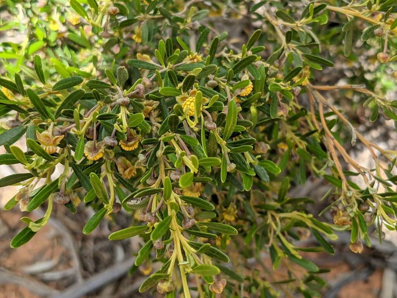 Beyeria leschenaultii photo 7