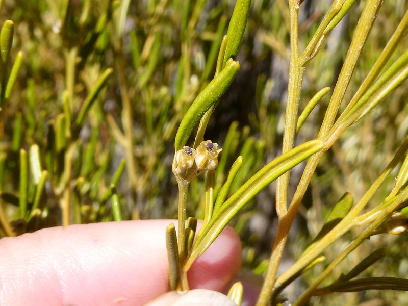 Beyeria leschenaultii photo 8