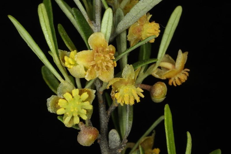 Beyeria opaca
