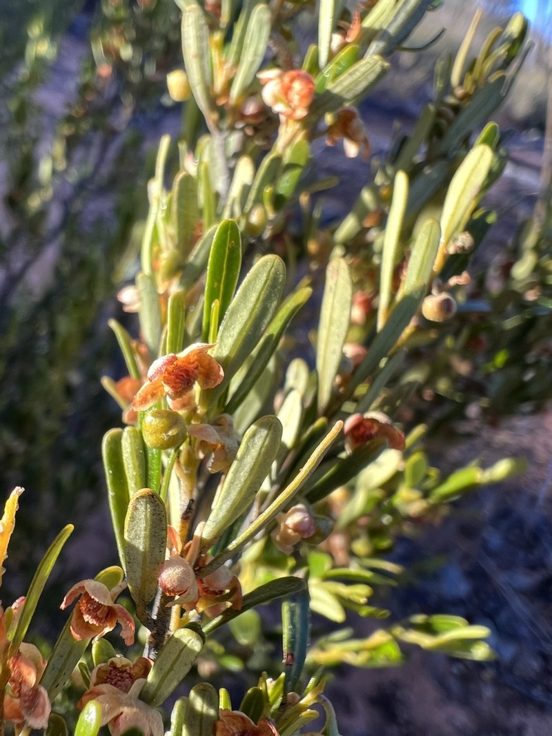 Beyeria opaca photo 2