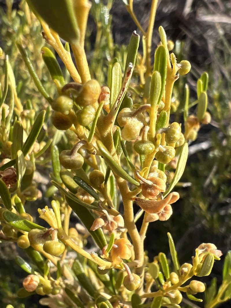 Beyeria opaca photo 3