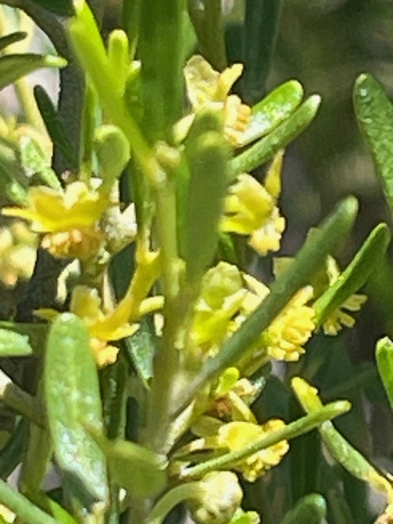Beyeria opaca photo 5