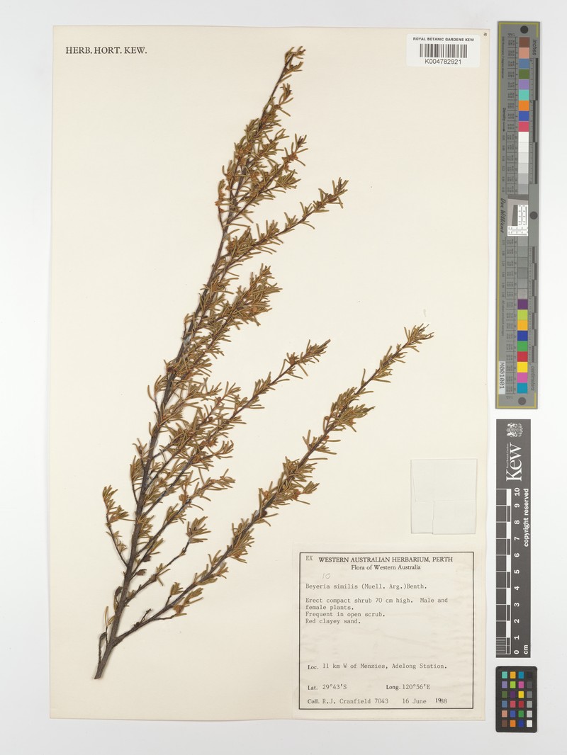 Beyeria similis
