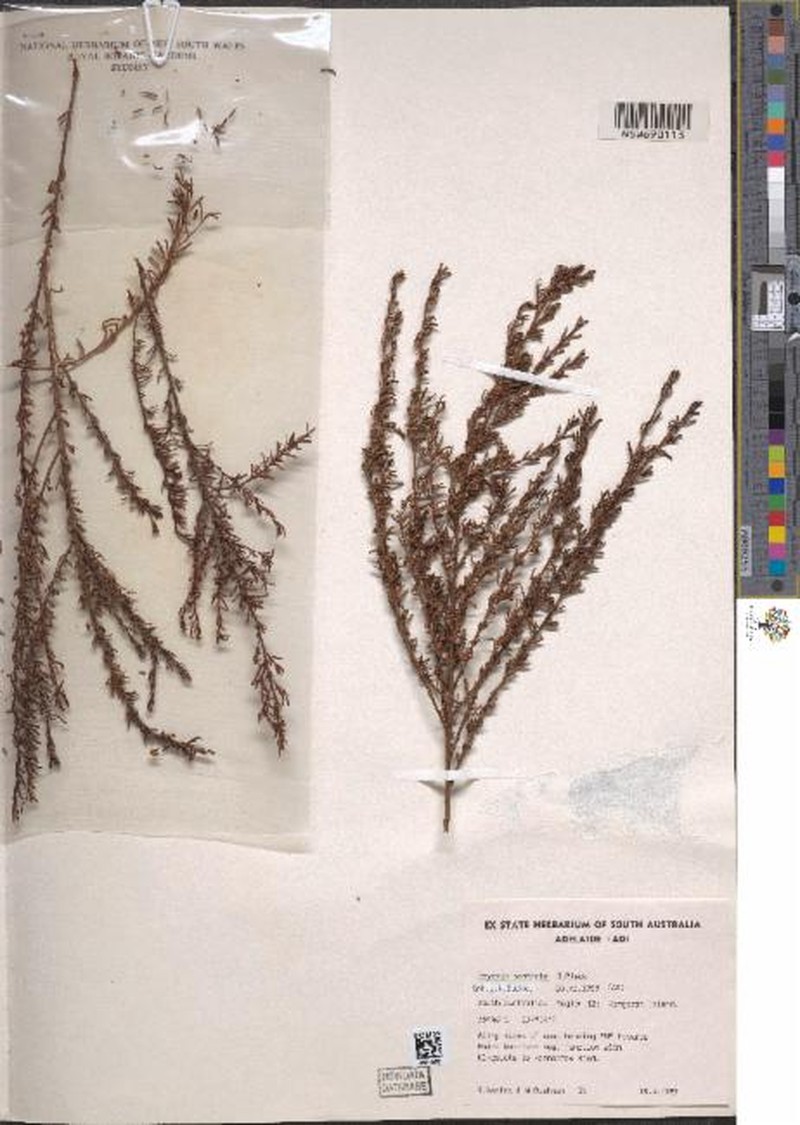 Beyeria subtecta photo 2