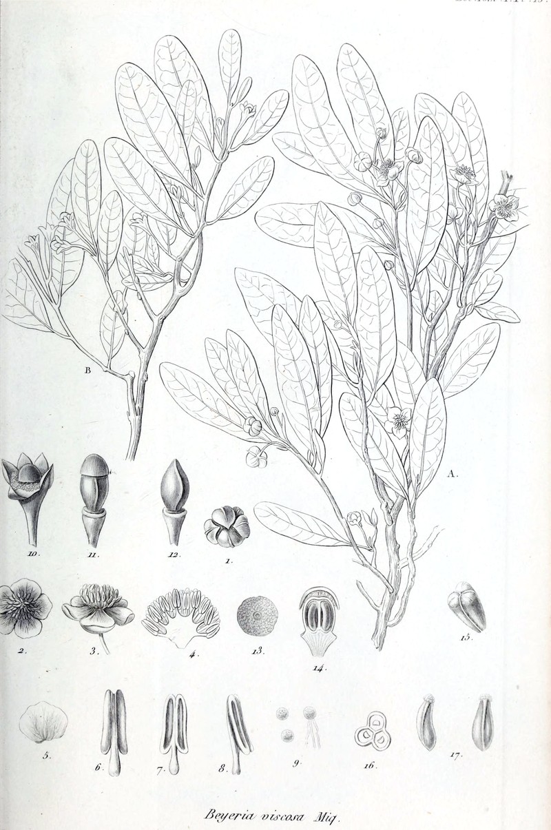 Beyeria viscosa photo 3