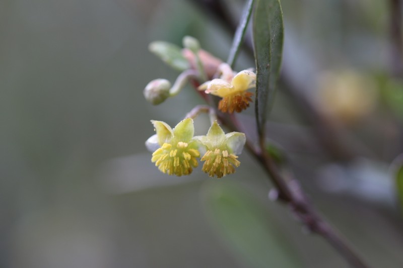 Beyeria viscosa photo 7
